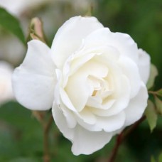 Троянда Айсберг (Роза Iceberg)
